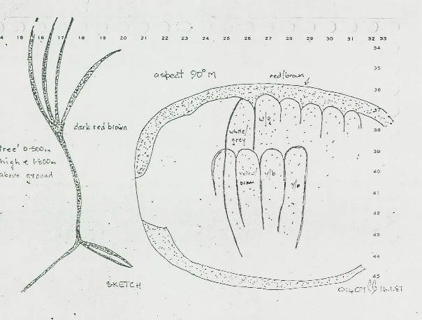 2028 A4 088 (Honeycomb and Tree)
