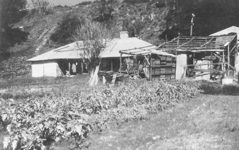 Mend's House in 1952, the former residence of many South Perth Chinese Market gardeners. This photo was taken just after the forced eviction of the last market gardeners (source: City of South Perth, reproduced with thanks)